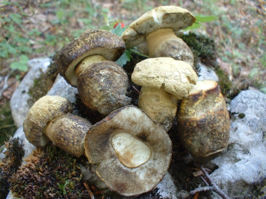 boletus albidus?
